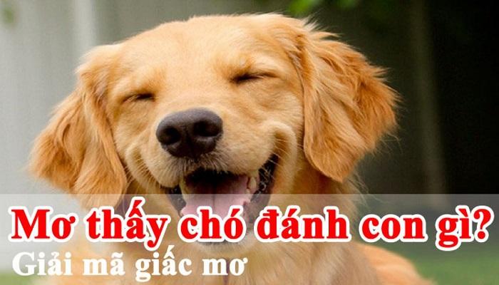 Dựa vào giấc mơ thấy chó để đánh lô đề, xổ số dễ trúng nhất